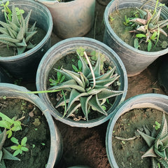 Euphorbia Lemofonia Unique & Low-Maintenance Succulent