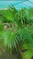 Table Palm Compact Elegance for Indoor Spaces
