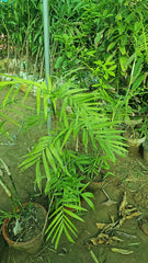 Golden Palm Tropical Elegance for Your Garden