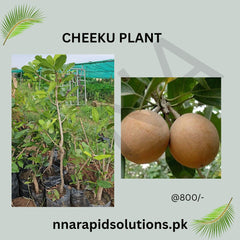 Cheeku (Sapodilla) Plant Sweet Tropical Fruit Tree
