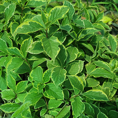 Variegated Weigela Plant – Cream & Green Foliage with Pink Flowers