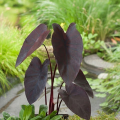 Alocasia Black Bulb Exotic Foliage for Stylish Gardens