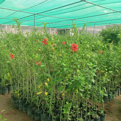 Hibiscus Plant – Colorful Tropical Flowering Plant