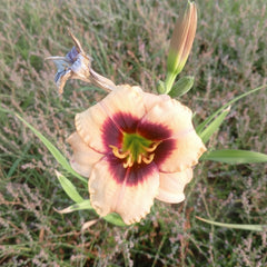 Imported Day Lily Bulbs – Premium Hybrid Zephyranthes Collection