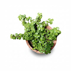 Jade Plant Symbol of Prosperity and Good Luck