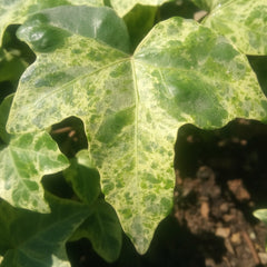Variegated English Ivy (Pattern 1) – Hedera helix Decorative Climbing Plant