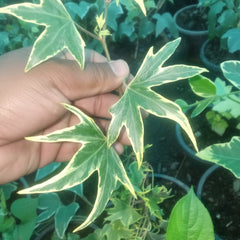 Variegated English Ivy (Pattern 5) – Hedera helix Decorative Climbing Plant