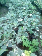 Variegated English Ivy (Pattern 4) – Hedera helix Decorative Climbing Plant