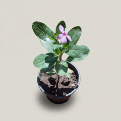 Vinca Plant – Catharanthus roseus (Periwinkle)