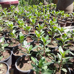 Vinca Plant – Catharanthus roseus (Periwinkle)
