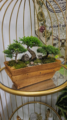 Wooden Bonsai, Succulent & Cactus Planters