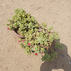 Varigated Baby Sunrose Plant – Aptenia (Ice Plant) Succulent for Ground Cover