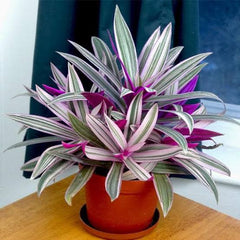 Rio Plant – Tradescantia spathacea 'Rio' Colorful Foliage Plant