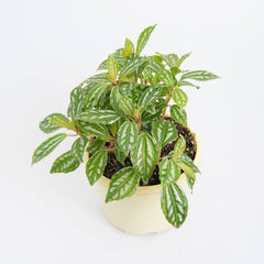 Peperomia Plant (Pelia Plant) – Compact Indoor Ornamental Plant
