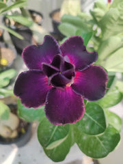 Grafted Adenium Plant – Premium Multi-Variety Desert Rose