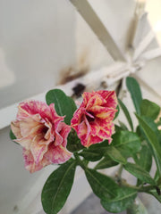 Grafted Adenium Plant – Premium Multi-Variety Desert Rose