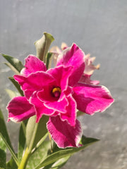 Grafted Adenium Plant – Premium Multi-Variety Desert Rose