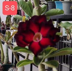 Grafted Adenium Plant – Premium Multi-Variety Desert Rose