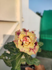 Grafted Adenium Plant – Premium Multi-Variety Desert Rose