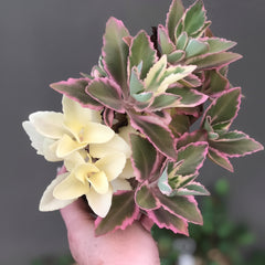 Kalanchoe laciniata Variegated Pink – Rare Pink Variegated Succulent Plant