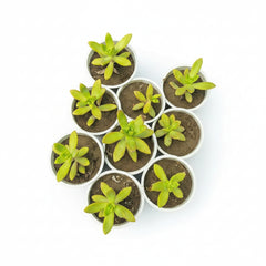 Succulent Plant # 8 – Low Maintenance Decorative Plant