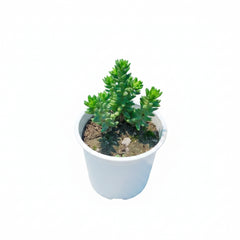Succulent Plant # 6 – Low Maintenance Decorative Plant