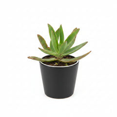 Succulent Plant # 9 – Low Maintenance Decorative Plant