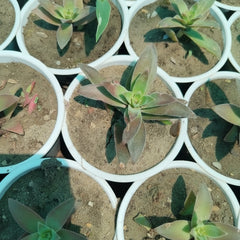 Succulent Plant # 12 – Low Maintenance Decorative Plant