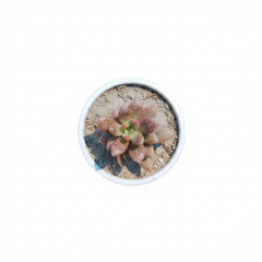 Succulent Plant # 14 – Low Maintenance Decorative Plant