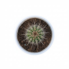 Succulent Plant # 19 – Low Maintenance Decorative Plant