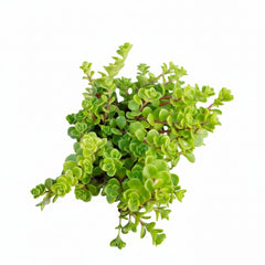 Succulent Plant # 18 – Low Maintenance Decorative Plant