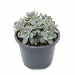 Roselet Succulent – Rosette-Shaped Decorative Succulent Plant