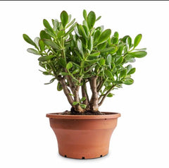 Crassula Ovata Succulent – Premium Jade Plant (Money Plant)