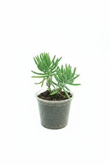 Chalk Stick Succulent – Premium Blue Ornamental Succulent