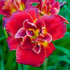 Daylily 'Highland Lord' – Premium Hybrid Daylily Bulb