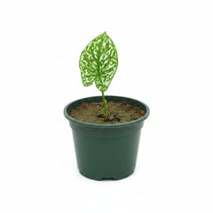 Caladium Plant Variety C – Premium Colorful Foliage Plant