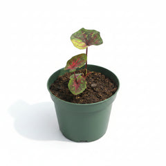 Caladium Plant Variety D – Premium Colorful Foliage Plant