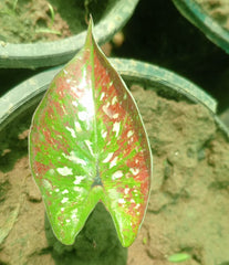 Caladium Plant Variety L – Premium Colorful Foliage Plant