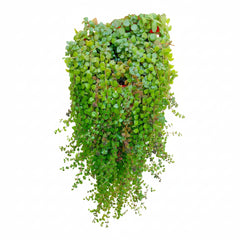 Tangled Heart Plant-A Charming Cascade