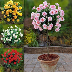 Standard Rose Plant Elegant, Long-Stemmed Roses for Premium Gardens