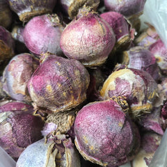 Hyacinth Pink Flower Bulb Fragrant Winter-Sown Blooms