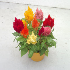 Celosia Plumosa Flower Seeds Mix Color | Summer Blooming Annuals for Pakistan