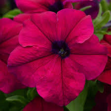 Petunia Burgundy Flower Seeds Rich-Colored Winter Flowers