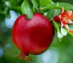 Qandhari Anaar Grafted Fruit Plant (2 Year Old)
