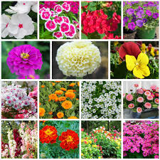 All Season Flower Seeds Budget Pack 200+ Seeds for Seasonal Blooms