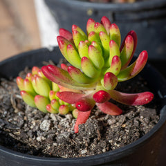 Jelly Bean Succulent – Sedum rubrotinctum Decorative Plant