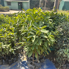 Jamun Plant – Syzygium cumini (Indian Blackberry)