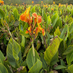 Orange Canna Lily – Canna indica Tropical Flowering Plant