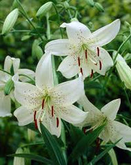 Imported Lilliam-White (1 Bulb)