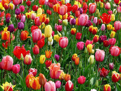 Imported Tulip-Any Color (1 Bulb)